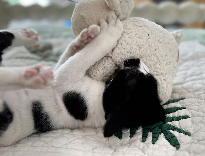playful kitten kitty cat rescue adopt adoptable