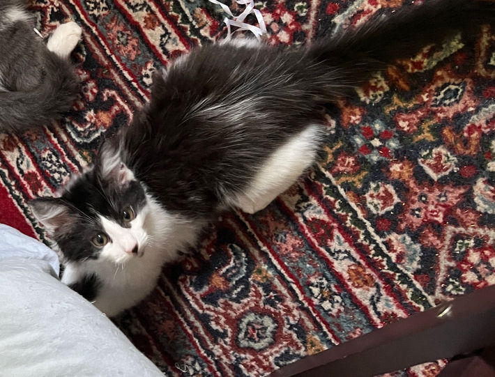 black white kitten rescue kitty cat adopt adoptable