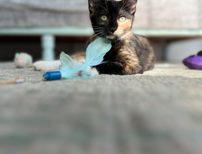 calico kitten rescue kitty cat adopt adoptable beautiful