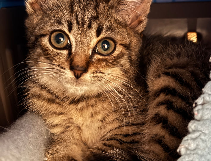 tabby kitten rescue kitty cat adopt adoptable