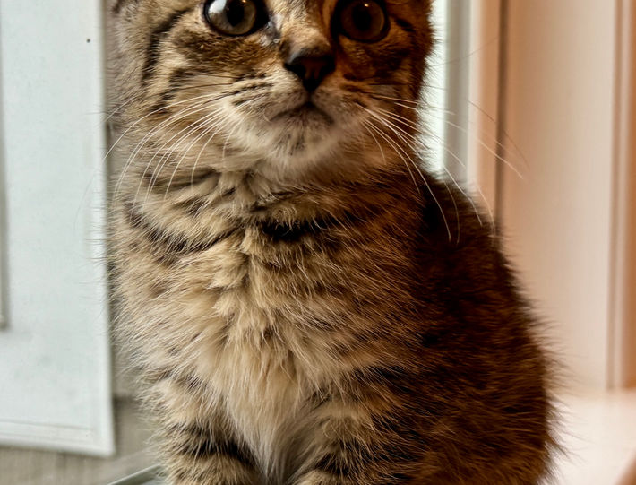 tabby kitten rescue kitty cat adopt adoptable