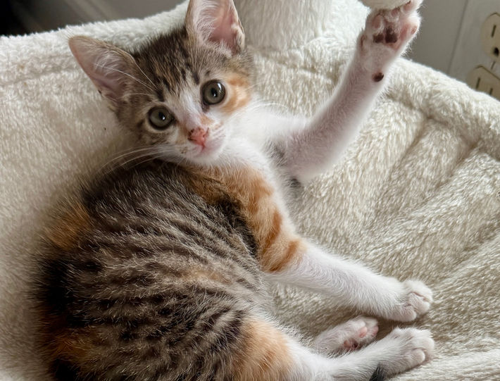 playful kitty cat kitten rescue calico adopt adoptable