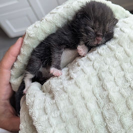 tuxedo kitten rescue kitty cat sponsor giving donate