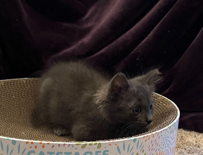 russian blue gray kitten rescue kitty cat adopt adoptable