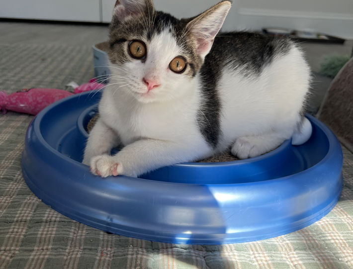 white kitten rescue kitty cat feline friend tabby adopt adoptable