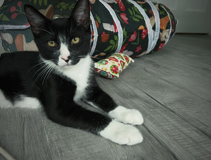 tuxedo kitten rescue kitty cat adopt adoptable playful