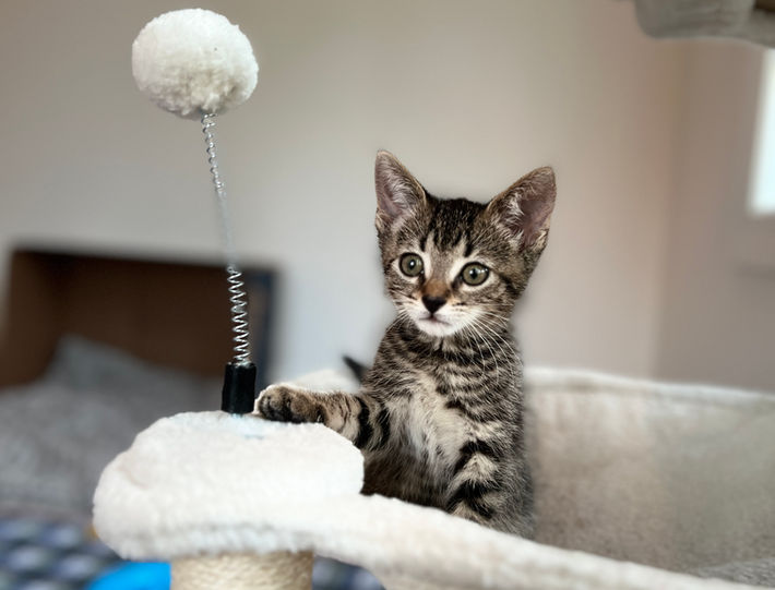 curious kitty cat kitten rescue adopt adoptable playful fun
