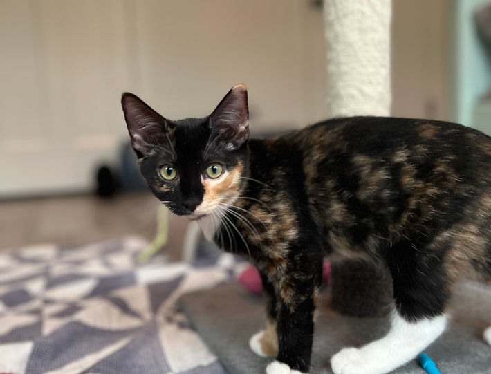 calico kitten rescue kitty cat adopt adoptable playful beautiful