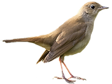 Rossignol.png