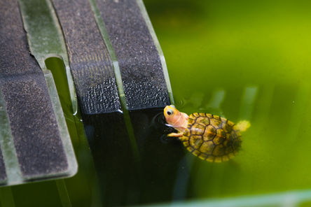 Terrapin  at the community garden plots