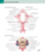 Atlas Of Human Anatomy- Netter 7th Edition