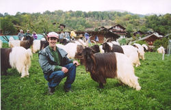 Walliser Schwarzhalsziegen 2001-2004 040.jpg