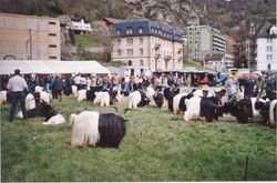 Walliser Schwarzhalsziegen 2001-2004 052.jpg
