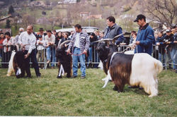 Walliser Schwarzhalsziegen 2001-2004 063.jpg