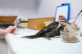 AvianRehabilitation_edited.jpg