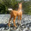 Thumbnail: Beswick Arab Foal Model 1407  Palomino Gloss 