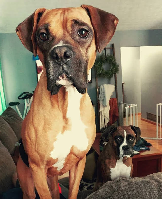 Boxer dogs