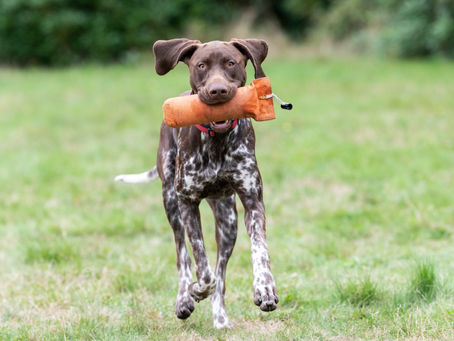 Profile: German Shorthaired Pointer