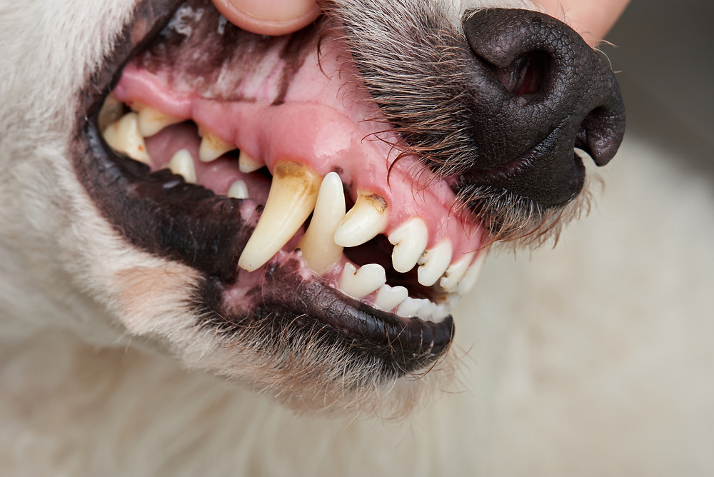 Periodontal disease in dogs