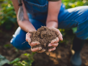 Agricultura regenerativa y captura de carbono para suelos sostenibles