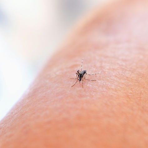 Cambio climático y dengue: impacto en salud pública y prevención