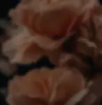 Nurturing wellness for mind, body and soul in Belsize Park, Hampstead and NW3