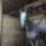 Wet white horse in wash stall
