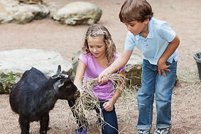 kids-feeding-goat.jpg