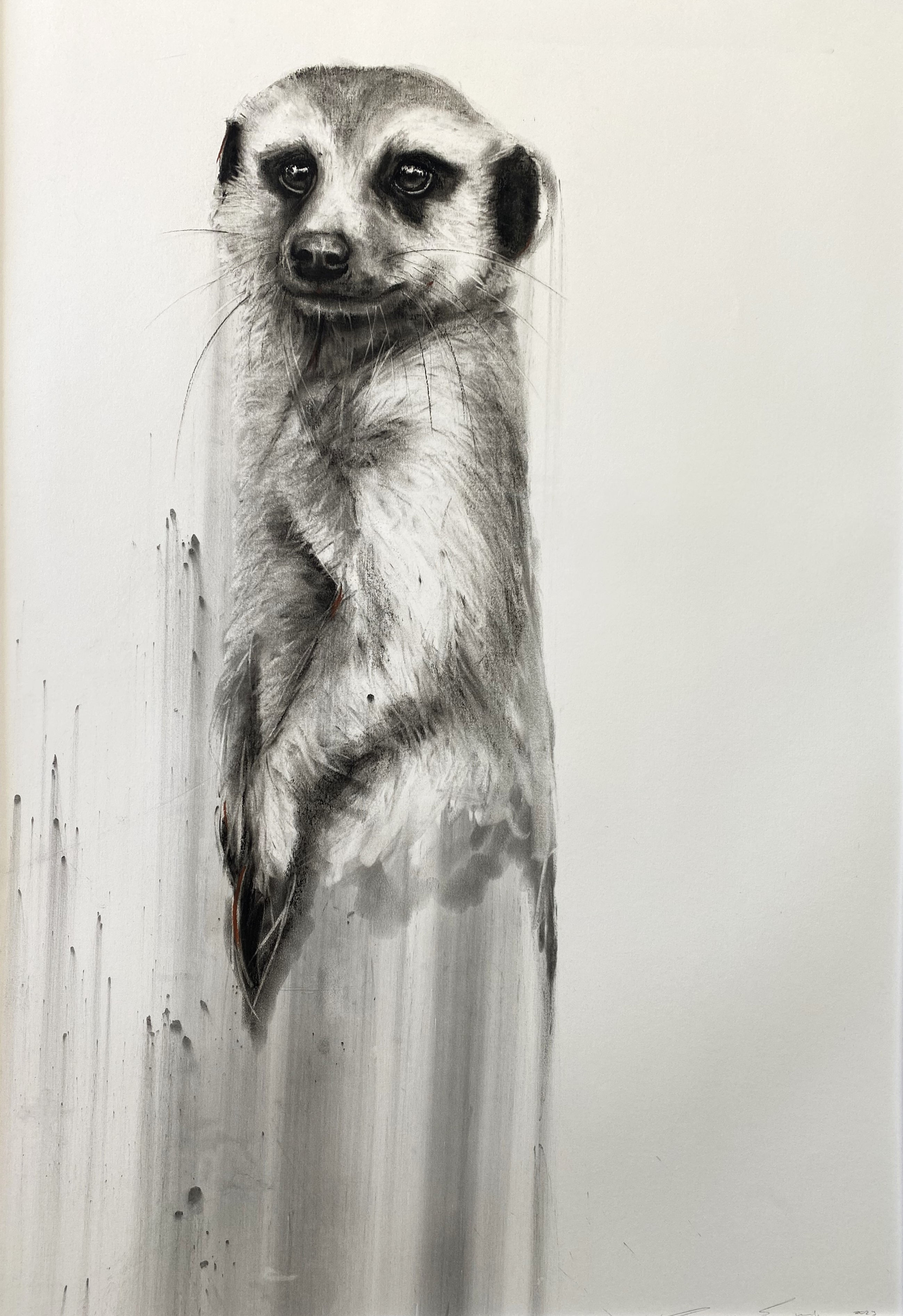 Meerkat