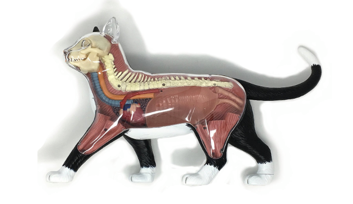 Miniatura: Modelo anatómico del gato