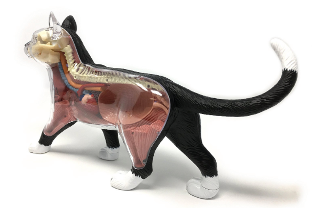 Miniatura: Modelo anatómico del gato