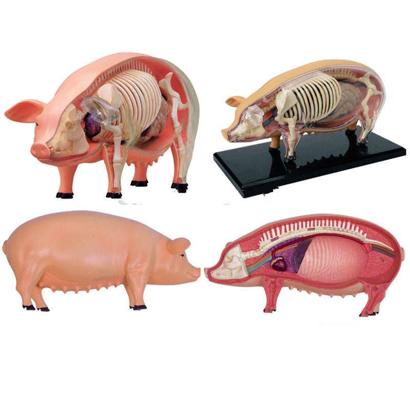 Miniatura: Modelo anatómico del cerdo