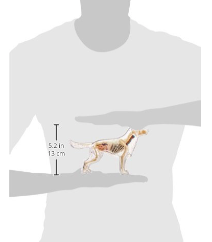 Miniatura: Modelo anatómico perro transparente