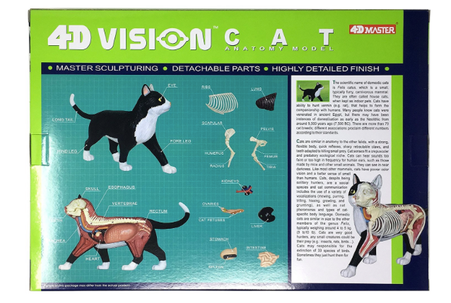 Miniatura: Modelo anatómico del gato