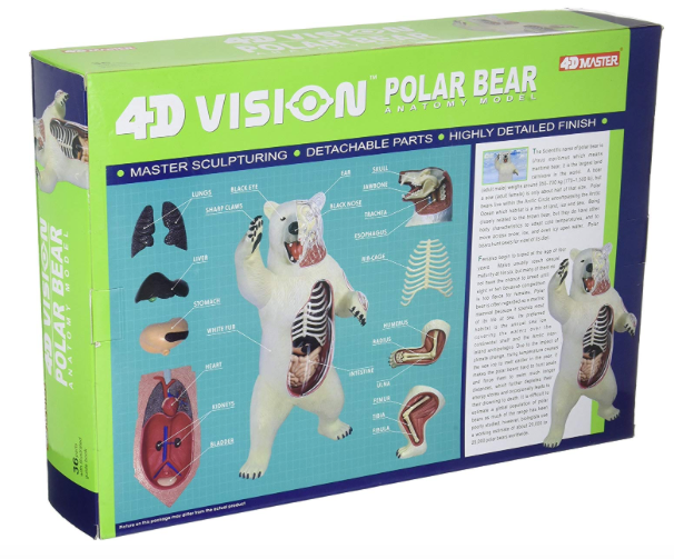 Miniatura: Modelo anatómico de oso polar