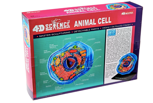 Miniatura: Modelo anatómico del célula animal