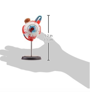 Miniatura: Modelo anatómico del ojo