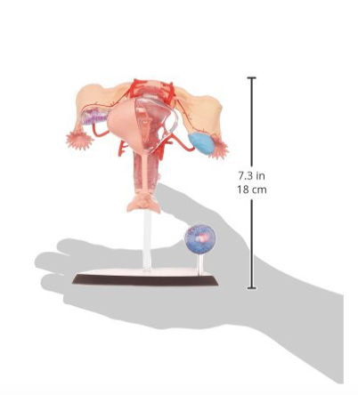 Miniatura: Modelo anatómico sistema reproductor femenino