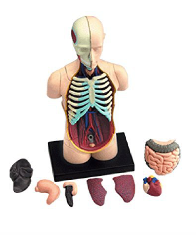 Miniatura: Modelo anatómico torso