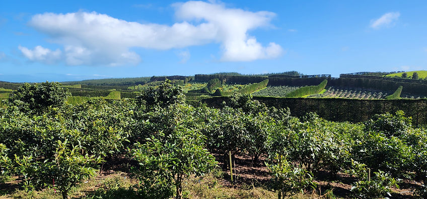 Avocado orchard in the Far North, New Zealand, after insecticide application using Aero Tech LTD's agricultural spray drone