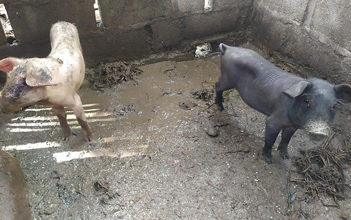 Imagen de WhatsApp 2025-12-08 a las 02.58.04_69a4338c.jpg