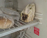 food-monitor-program-gaesa.jpg
