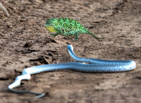 Kruger Safari, Sabi Sands Safari, Pilanesberg Safari, Madikwe Safari