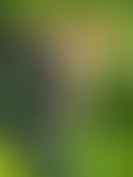 WHY THE GREEN SEASON IS SUCH A MAGICAL TIME FOR A SAFARI