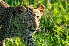 All Out Safaris - 5-Day Classic Kruger Safari staying in Riverview Inn