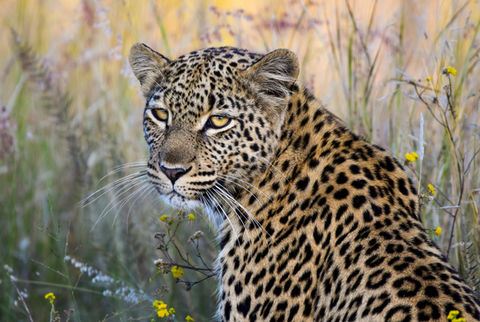 Kruger Safari, Sabi Sands Safari, Pilanesberg Safari, Madikwe Safari