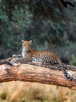 Leopard in Lower Zambia National Park