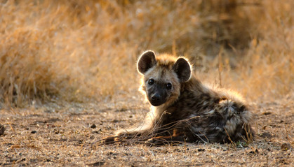 Hyena pup lying the clearing in winter - Kruger National Park
