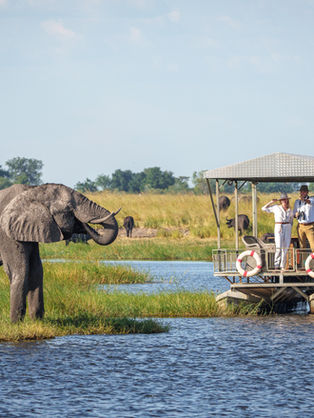 Elephant seen on a boating safari in Chobe in Botswana - Safari Travel Agency