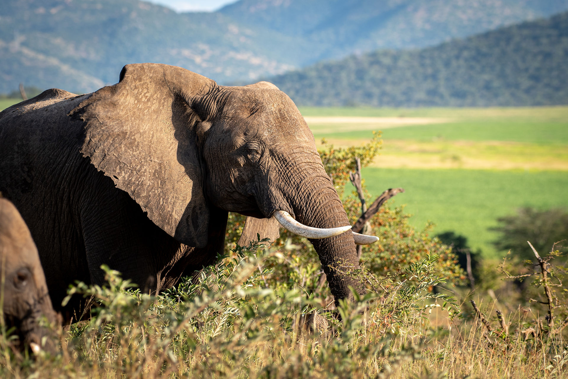 A stunning green backdrop of this elephant feeding on the crocodile river